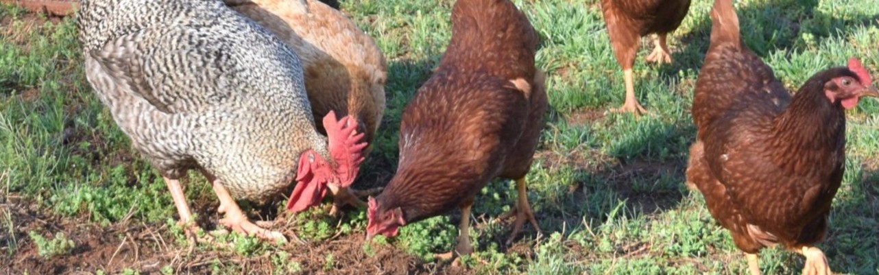 Pasture-raised eggs